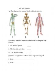 The Body Systems