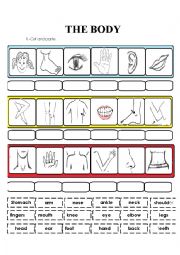 English Worksheet: the body