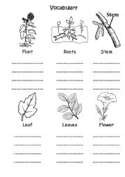 English Worksheet: Plant Parts for grade 1
