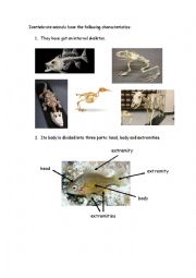 English Worksheet: Vertebrates