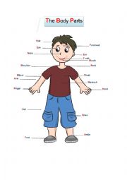 English Worksheet: The Body Parts