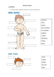 English Worksheet: Human Body