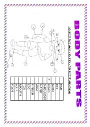 English Worksheet: BODY PARTS-MATCHING