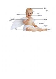 English Worksheet: parts of the body