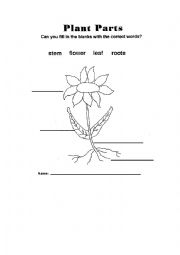 English Worksheet:  Plant Parts