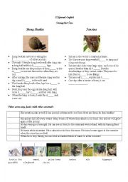 English Worksheet: Amazing facts about animals