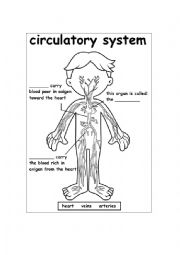 English Worksheet: Circulatory System