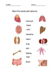 Intrernal parts of body