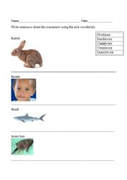 English Worksheet: Food Chain Vocabulary Practice