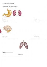 English Worksheet: human organs