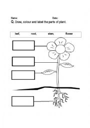 English Worksheet: parts of plant labeling worksheet