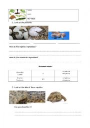 English Worksheet: Reptiles 