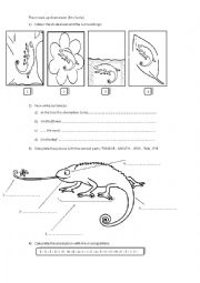 English Worksheet: The Mixed Up Chameleon