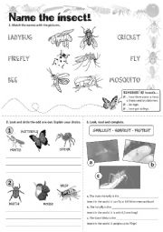 English Worksheet: Insects