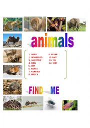 wild animals 