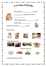 English Worksheet: Fun Facts of Hamster 