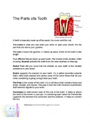 English Worksheet: PARTS OF THE TOOTH