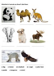 English Worksheet: Animals and continents