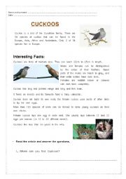 English Worksheet: Cuckoos