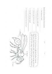 English Worksheet: INSECTS