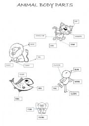 English Worksheet: Animal body parts