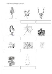English Worksheet: Plants and their parts