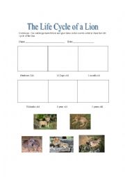 English Worksheet: Lion Life Cycle