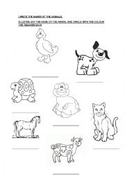 Animals worksheet