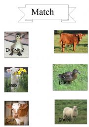 English Worksheet: match the animal with its baby