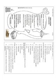 English Worksheet: Graphic Stimulus