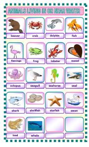 English Worksheet: ANIMALS LIVING IN OR NEAR WATER