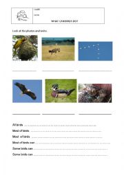 English Worksheet: What can birds do?