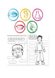 English Worksheet: BODY PARTS