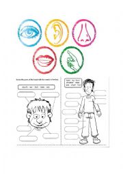 English Worksheet: BODY PARTS