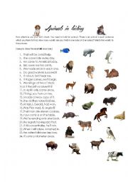 English Worksheet: Animals in hiding