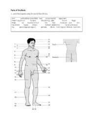 English Worksheet: Parts of the Body
