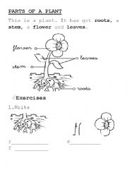 English Worksheet: parts of a plant