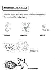 INVERTEBRATE ANIMALS