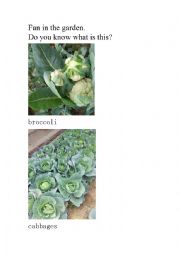 English Worksheet: fun in the garden, what is this?