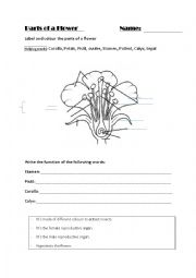 English Worksheet: Parts of a flower