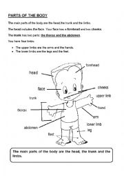 English Worksheet: PARTS OF THE BODY