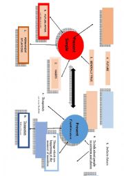 English Worksheet: Present simple -present continuous
