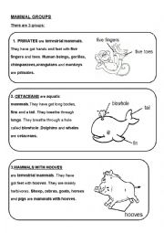 English Worksheet: MAMMAL GROUPS