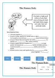 English Worksheet: The Human Body