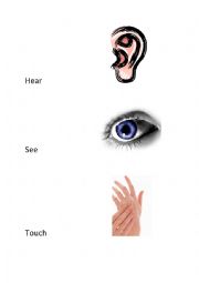 English Worksheet: Senses