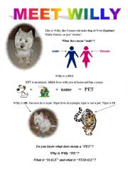 English Worksheet: Meet Willy