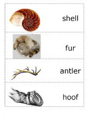 English Worksheet: animals body parts 1