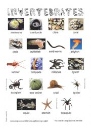 English Worksheet: Animals - Invertebrates