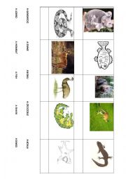 English Worksheet: Australian animals