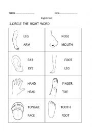 English Worksheet: English test: parts of the body